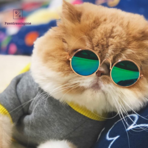 Pet sunglasses Pawstressisgone