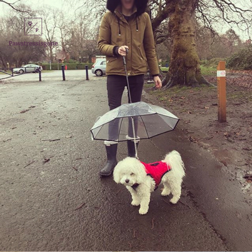 Transparent Dog umbrella leash Pawstressisgone