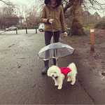 Load image into Gallery viewer, Transparent Dog umbrella leash Pawstressisgone
